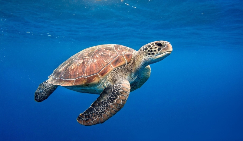 Growth of Green Sea turtle from Endangered Species 